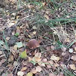 Na Mazurach-piasutno Piasutno