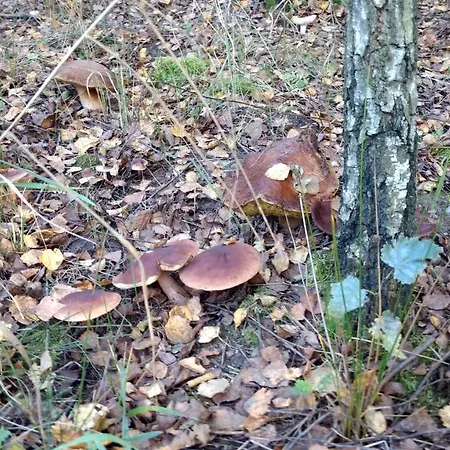 Na Mazurach-piasutno *