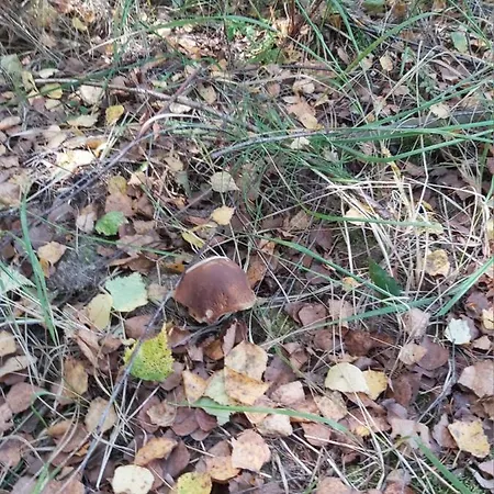 Na Mazurach-piasutno Piasutno