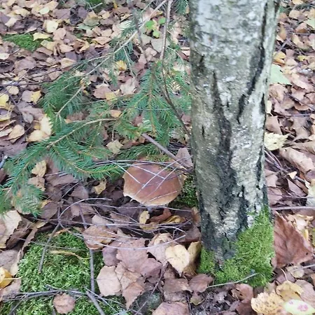 Feriehus Na Mazurach-piasutno