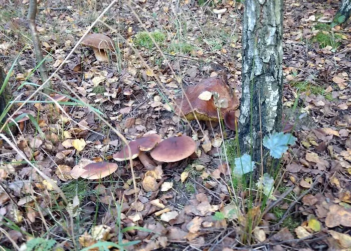 Na Mazurach-piasutno *