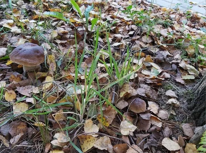 Дом отдыха Na Mazurach-piasutno Piasutno