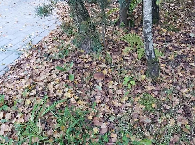 Na Mazurach-piasutno Дом отдыха Piasutno