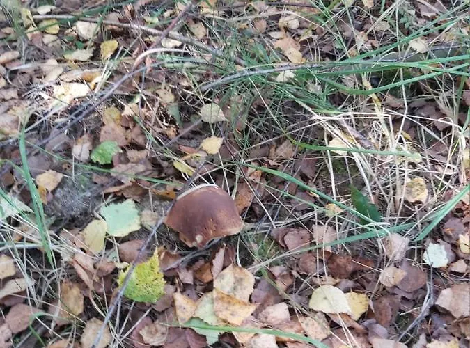 Na Mazurach-piasutno Piasutno