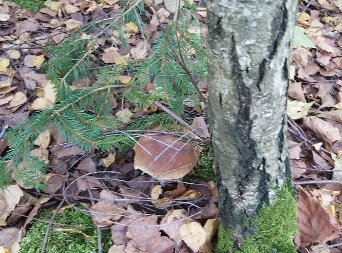 Дом отдыха Na Mazurach-piasutno